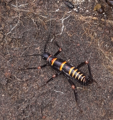 Monticomorpha flavolimbata