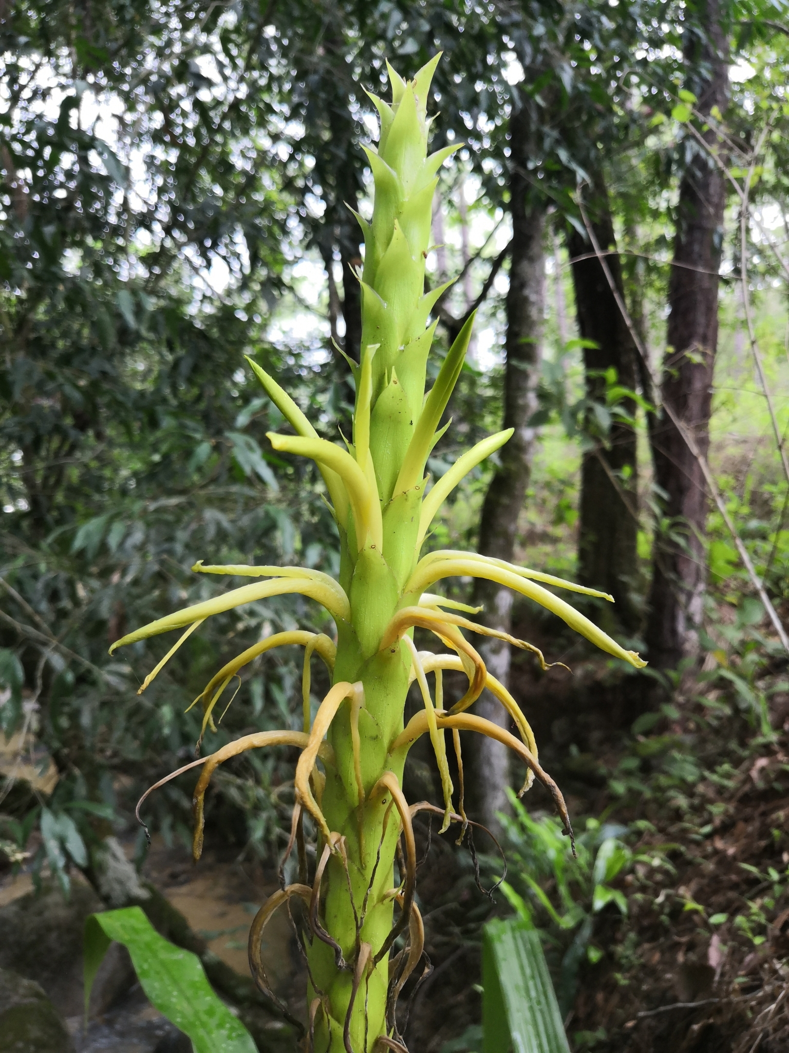 Pitcairnia abscondita