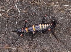 Monticomorpha flavolimbata