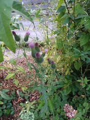 Cirsium vulgare