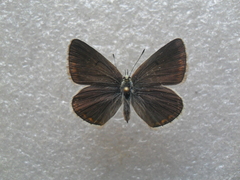 Polyommatus damone