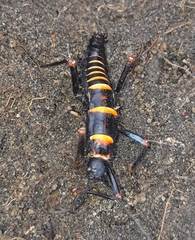 Monticomorpha flavolimbata