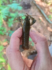 Cambarus robustus