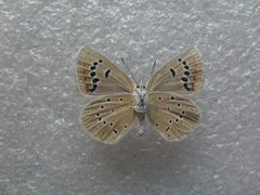 Polyommatus damone