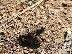 Incilius occidentalis