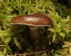 Lactarius pseudomucidus