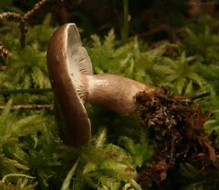 Lactarius pseudomucidus