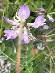 Astragalus alpinus