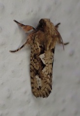 Acrolophus walsinghami