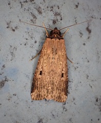 Agrotis repleta