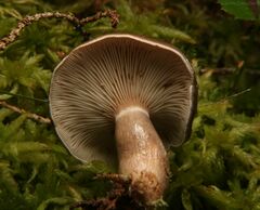 Lactarius pseudomucidus