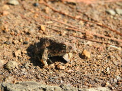 Incilius occidentalis