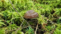 Lactarius pseudomucidus