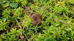 Lactarius pseudomucidus