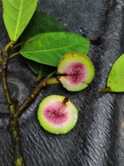 Ficus maxima