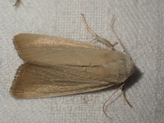 Arenostola phragmitidis