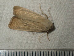 Arenostola phragmitidis