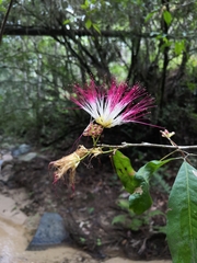Calliandra laevis