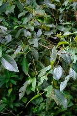 Alnus acuminata image