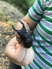 Lucanus cervus turcicus