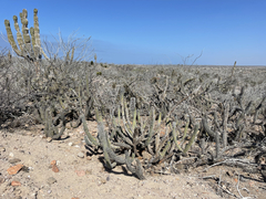 Lophocereus gatesii
