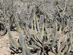 Lophocereus gatesii