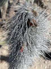 Lophocereus gatesii