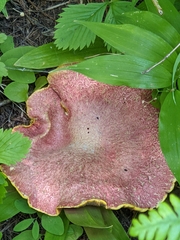 Suillus ochraceoroseus