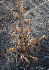 Thelypodium milleflorum