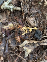 Ophiocordyceps sphecocephala