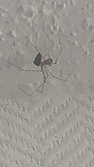Pholcidae
