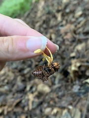 Ophiocordyceps sphecocephala