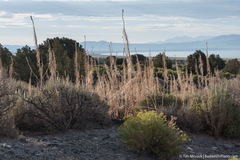 Thelypodium milleflorum