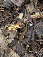 Ophiocordyceps sphecocephala