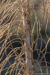 Thelypodium milleflorum