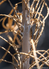 Thelypodium milleflorum