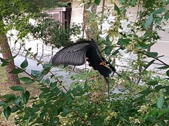Papilio demetrius