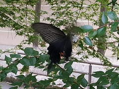 Papilio demetrius