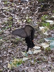 Papilio demetrius