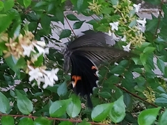 Papilio demetrius