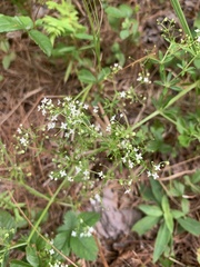 Galium asprellum