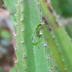 Paramecops stapeliae