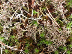 Cladonia crispata crispata