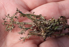 Cladonia crispata crispata