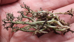 Cladonia crispata crispata