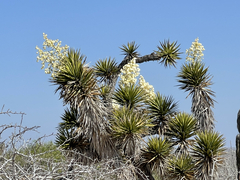 Yucca valida