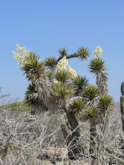 Yucca valida
