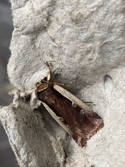 Ochropleura