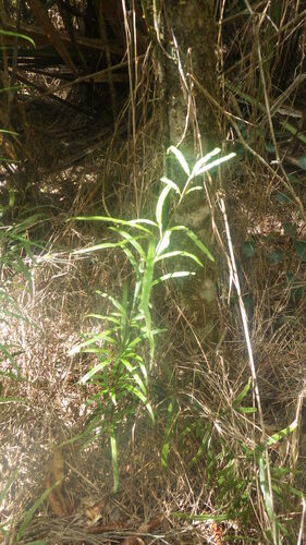 Pteris elongatiloba image