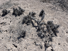 Corynopuntia invicta